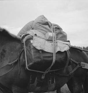 Pack animal coming down from summer sheep camp. Note hitch. Adams County, Idaho.