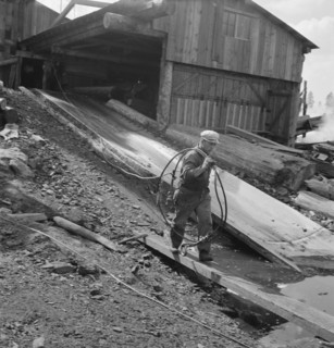 Pond monkey carrying cable from mill shed to pond. Keno, Klamath County, Oregon.