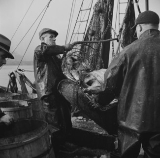 New York, New York. New England fishermen unloading fish at Fulton fish market.