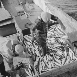 Mackerel fishing, Gloucester, Massachusetts. Raking mackerel into the ice hole.