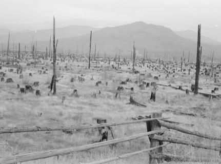 Stumps and sags on uncleared land. Priest River country, Bonner County, Idaho.