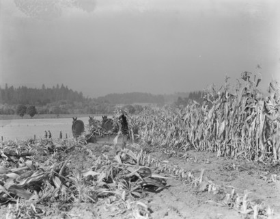 Cutting the corn on the Miller farm near West Carlton, Yamhill County, Oregon.