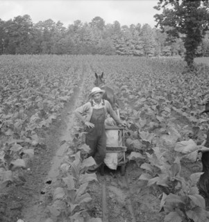 [Untitled, possibly related to: Putting in tobacco. Shoofly, North Carolina].