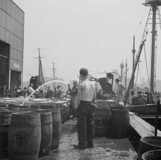New York, New York. Watering fish at the Fulton fish market with brine water.