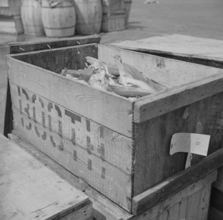 New York, New York. Box of fish at the Fulton fish market waiting to be iced.