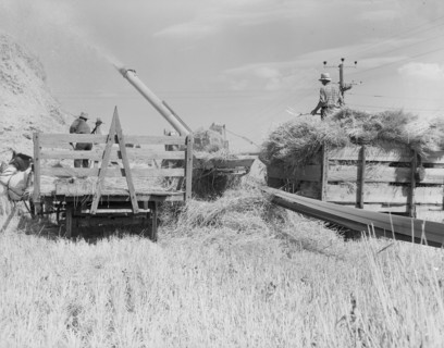Threshing, midsummer noon. Five miles west of Malin. Klamath County, Oregon.