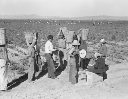 Open air food factory. Weighing in the peas near Calipatria, California.