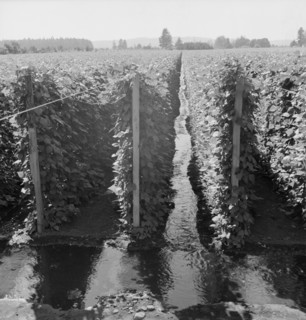 Oregon, Marion County, near West Stayton. Beanfield showing irrigation.