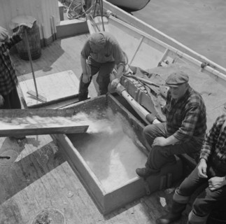 New York, New York. Icing the hold of a ship at the Fulton fish market.