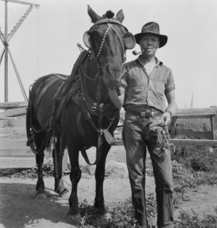 Hired man on the Myers farm. Near Outlook, Yakima County, Washington.