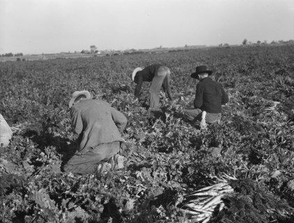 Migratory field worker pulling carrots. Imperial Valley, California.