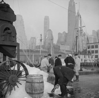 New York, New York. Icing barrels of fish at the Fulton fish market.