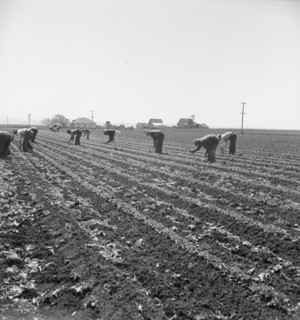 Gang of Filipino boys thinning lettuce. Salinas Valley, California.
