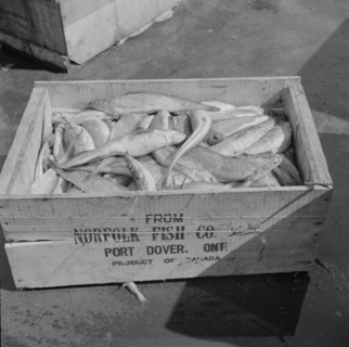 New York, New York. A box of fish shipped from Port Dover, Ontario.