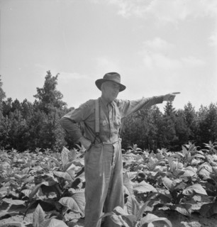 Tobacco farmer, owner of 100 acres. Person County, North Carolina.