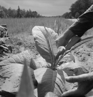 White owner topping tobacco plant. Person County, North Carolina.