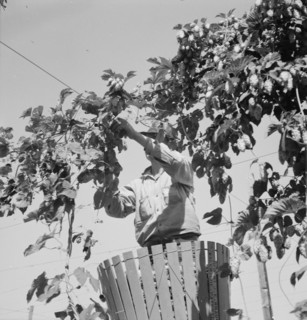Hop vine and hop picker. Near Independence, Polk County, Oregon.
