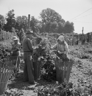 Migratory field workers in hop field. Near Independence, Oregon.