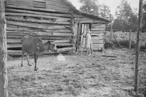 Burroughs children and cow near the barn, Hale County, Alabama.