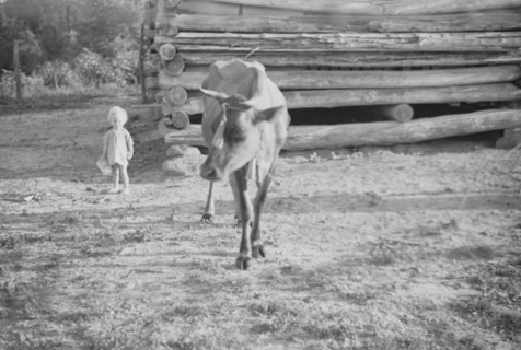 Squeakie Burroughs and cow near the barn, Hale County, Alabama.