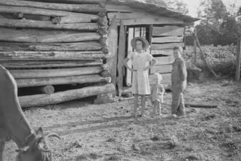 Burroughs children and cow near the barn, Hale County, Alabama.