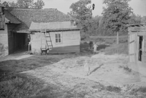 Burroughs children and cow near the barn, Hale County, Alabama.