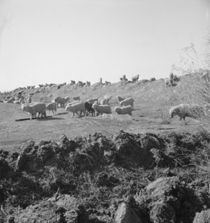 Imperial Valley, California. Sheep grazing by irrigation canal.