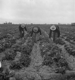 Near Westmorland, Imperial Valley. Filipinos cutting lettuce.