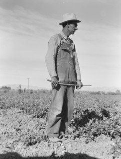 Row boss. Formerly a pea picker. Near Calipatria, California.