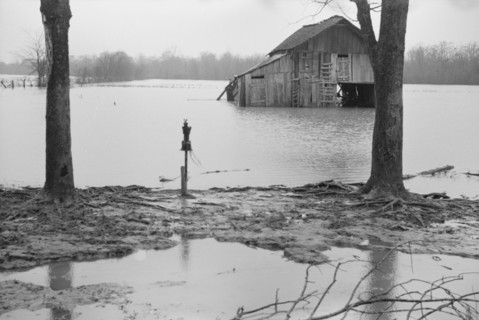 Farmyard covered with flood waters near Ridgeley, Tennessee.
