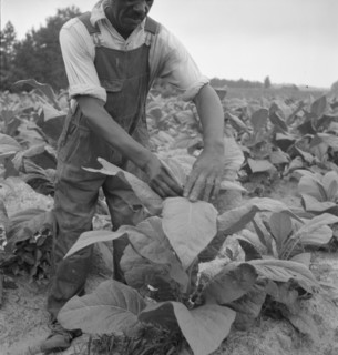 Negro tenant topping tobacco. Person County, North Carolina.