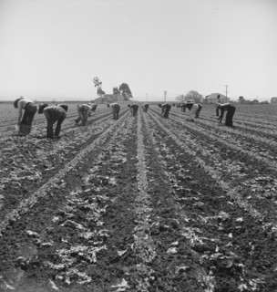 Filipino boys thinning lettuce. Salinas Valley, California.