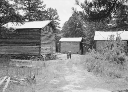 Tobacco barns on the Stone place. Upchurch, North Carolina.
