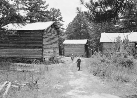 Tobacco barns on the Stone place. Upchurch, North Carolina.