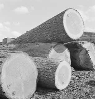 Logs piled in the mill yard. Keno, Klamath County, Oregon.