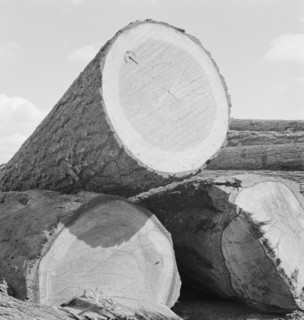 Logs piled in the mill yard. Keno, Klamath County, Oregon.