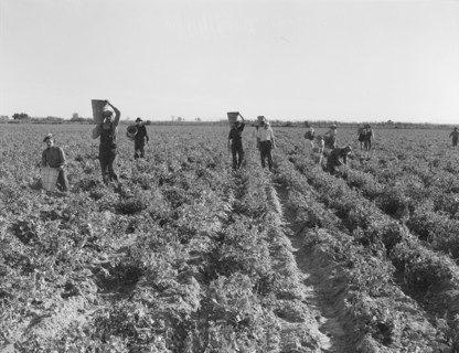 End of the day. Near Calipatria, California. Pea pickers.