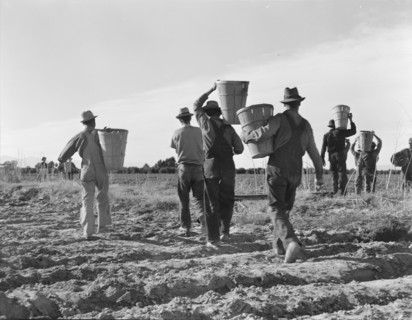 Pea pickers. End of the day. Near Calipatria. California.