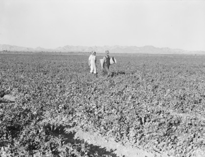End of the day. Near Calipatria, California. Pea fields.