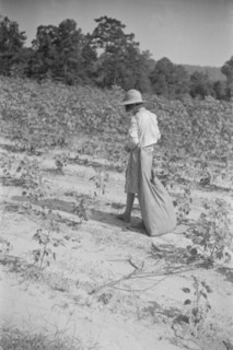 Lucille Burroughs picking cotton, Hale County, Alabama.