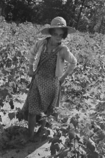 Lucille Burroughs picking cotton, Hale County, Alabama.