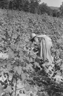 Lucille Burroughs picking cotton, Hale County, Alabama.