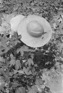Lucille Burroughs picking cotton, Hale County, Alabama.