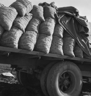 Kern County, California. Truck loaded with potato seed.