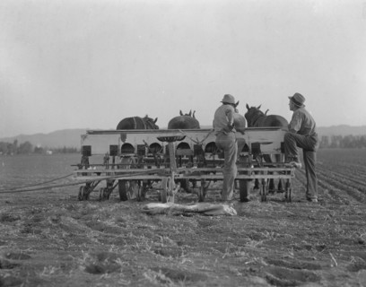 Farmers talking politics. Potato fields. California.