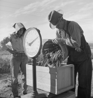 Open air food factory. Weighing in peas. California.