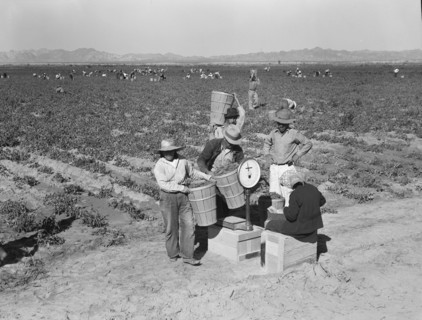 Open air food factory. Weighing in peas. California.
