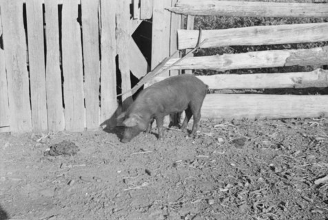 Pig in a sharecropper's yard, Hale County, Alabama.