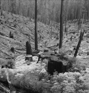 Logged over land along U.S. 99. Southern Oregon.