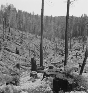 Logged over land along U.S. 99. Southern Oregon.
